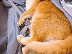 -欣宠猫屋·矮脚拿破仑·蓝金金渐层
