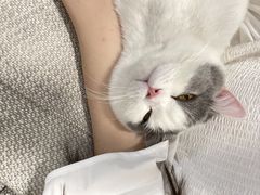 -猫大福·Fortune Cat猫舍(百子湾店)