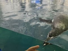 -太平洋海底世界