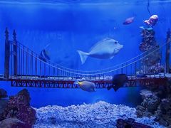 -太平洋海底世界