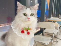 -怪兽屋·羊驼·猫咖·狗咖(俊华广场店)