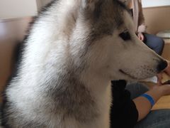 -Husky Go! 哈士奇体验馆·宠物咖啡厅狗咖