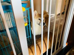 -豆柴町-柴犬主题狗咖(红鼎国际C座店)