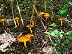 -北京龙庆四季香农家饭庄·灶台鱼·碳烤虹鳟鱼(龙庆峡店)