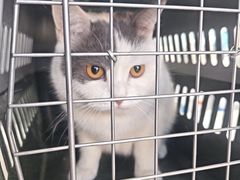 -纳吉亚猫专科动物医院·北北分院
