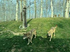 -北京野生动物园