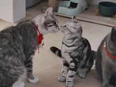 -猫友咖啡店(玉林西路店)