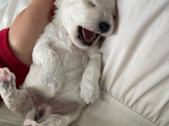 -博特宠物医院24h犬猫全科.骨科·异宠