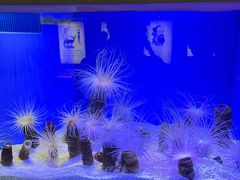 -上海海洋水族馆