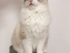 -创凡宠物医院·骨专科  猫科中心(西乡分院)