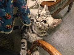 -猫色咖啡·猫咖