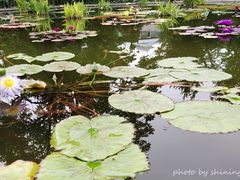 -莲花池公园