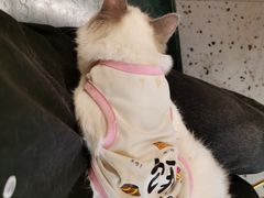 -喵喵咪呀布偶猫咖(春熙路店)