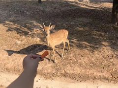 -清迈夜间动物园