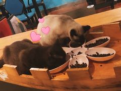 -猫小院猫主题咖啡厅(北锣店)