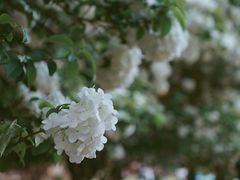 -上海滨江森林公园