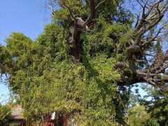 -大槐树寻根祭祖园