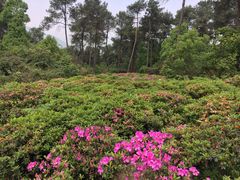 -南山植物园