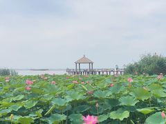 -哈素海