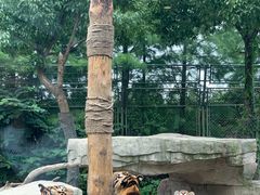 -上海野生动物园老虎餐厅