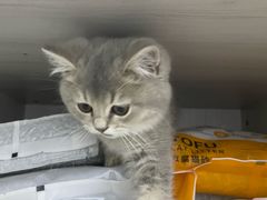 -爱诺耐芙动物医院(万博店)