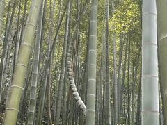 -东明山森林公园