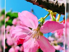 -桃花涧