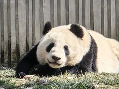 -卧龙中华大熊猫苑神树坪基地