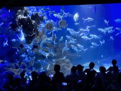 -江和美海洋公园