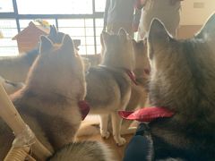 -Husky Go! 哈士奇体验馆·宠物咖啡厅狗咖