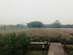 -田园东方蜜桃村的田野营地