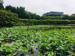 -嘉定紫藤园