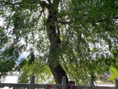 -报恩寺(平武县)