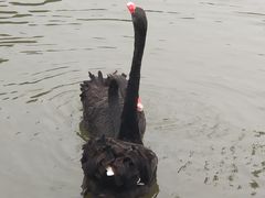 -鹅湖玫瑰文化园
