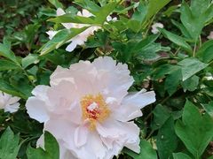 -海碗居(王府井店)