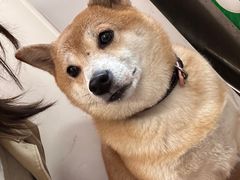 -是阿柴呀！柴犬咖啡·爱喵喵猫咖