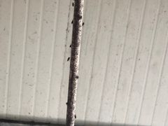 -珍记海鲜粥·海鲜粉