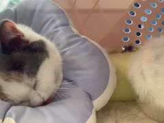 -伟伟宠物医院·瑞派猫友好医院·猫科(光谷店)