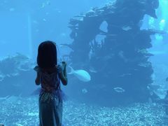-海棠湾洲际-涛·海底餐厅·美人鱼·自助餐·海底隧道