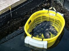 -蓝湾碧波·老字号·疍家非遗海上餐厅