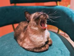 -藏猫猫咖啡主题馆(中央大道店)