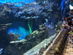 -华夏文旅海洋公园