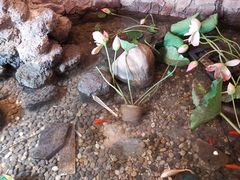 -山芋腔苏北菜(盐城滨海店)