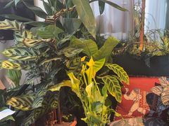 -Thai Basil罗勒叶泰式餐厅(时代天街店)