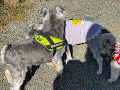 -爪吧宠物乐园 (温榆河示范区店)