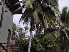-海南槟榔谷黎苗文化旅游区