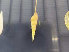 -上海海洋大学鱼文化博物馆(军工路校区)