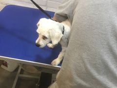 -PETKIT小佩宠物(古北店)