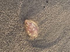 -小巴塞罗那海滩