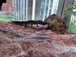 -周忆刺青原创设计定制